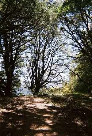 trees along the trail