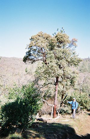 The Big Berry Manzanita