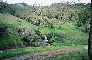 Landscape of trees and grasses